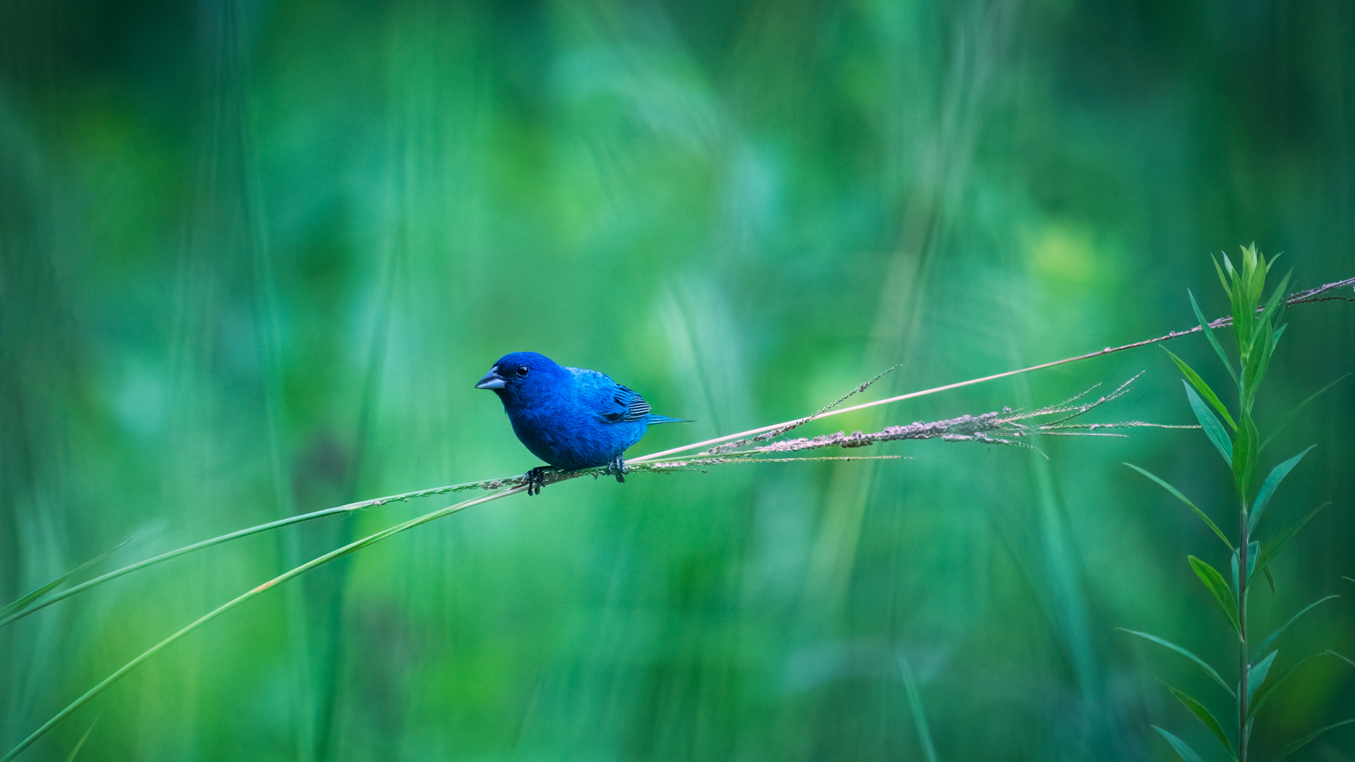 Indigo Bunting